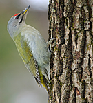 BB 08 0017 / Picus canus / Gråspett